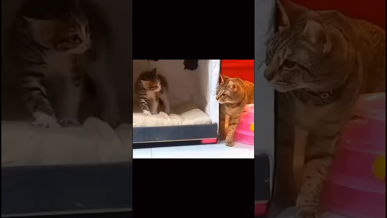 Scared Kitten Finds Comfort in a Gentle Big Cat 🐾❤️