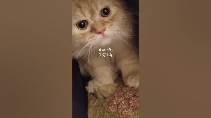 Video 7797271: animal rescue cats, cat rescue cute, cat funnycats cute, cats dog rescue, rescue cat funny, cute cat wildlife, cats cute animals adorable, funny cat 4k, best cat animal cute