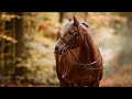 More than you know //Equestrian music video