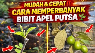 MUDAH & CEPAT‼️ Cara Memperbanyak Bibit Apel Putsa 🌱