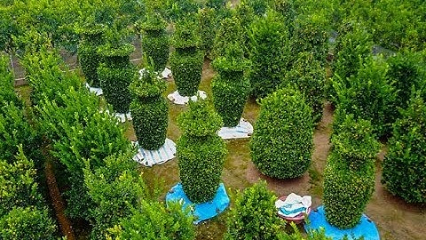 Ngắm dàn quất lộc bình "khổng lồ", cao gấp đôi đầu người chờ chưng Tết!