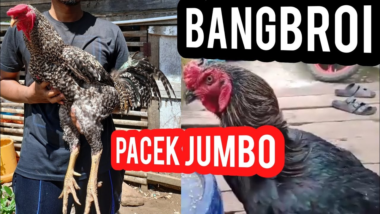 Pacek Jumbo | Ayam Bangbroi | Payakumbuh | Sumatera Barat