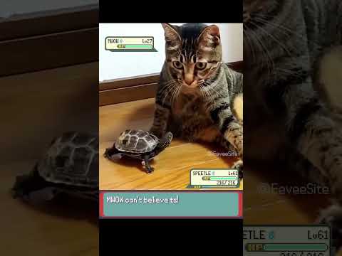 Turtle uses EXTREEMSPEED and it's Super Effective!- EeveeSite #pokemon #pokemonmeme #irlpokemon