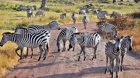 ZEBRAS - Unique Animals of Africa