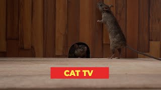 Cat TV 🐁 Mice in The Jerry Mouse Hole For Cats to Watch 🐈