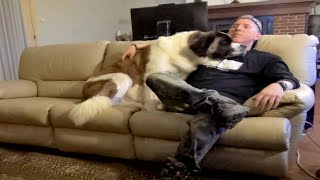 Night At The Home Movies  Needy Saint Bernard Dog Cuddles & Watches STAR WARS With Owner