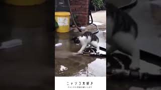 ホースの水が止まらなくて焦る猫さんです　