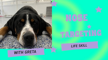 Life Skill: Nose Targeting with Greta