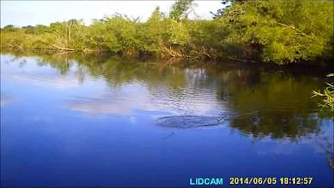 Bass destroys my frog