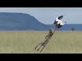 Леопард на охоте - большая летающая кошка