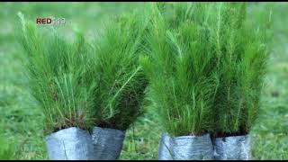 Planta See 600 Árboles En Escuela Secundaria De Paracho