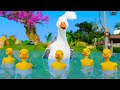 Numbers songs  five little duckies  more baby songs  babasharo tv  kids songs