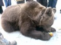 Николаев.Медведь на улице города.3gp