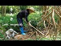 山林野生牛大力，聽說上百元一斤，阿婆挖了一小籃收穫不錯｜Guangxi grandma digs wild ingredients and makes traditional food 美食｜玉林阿婆