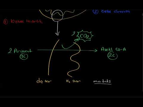 Video: Glikoliz Krebs döngüsü ile nasıl bağlantılıdır?