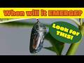 Butterfly Emergence Quiz