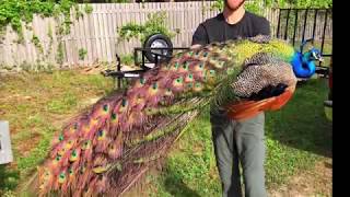 Peacock Removal. A Real Professional Service in Florida