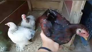 Sizlerden Gelenler- Hayvan Sever in Kümesi Ve Tavukları