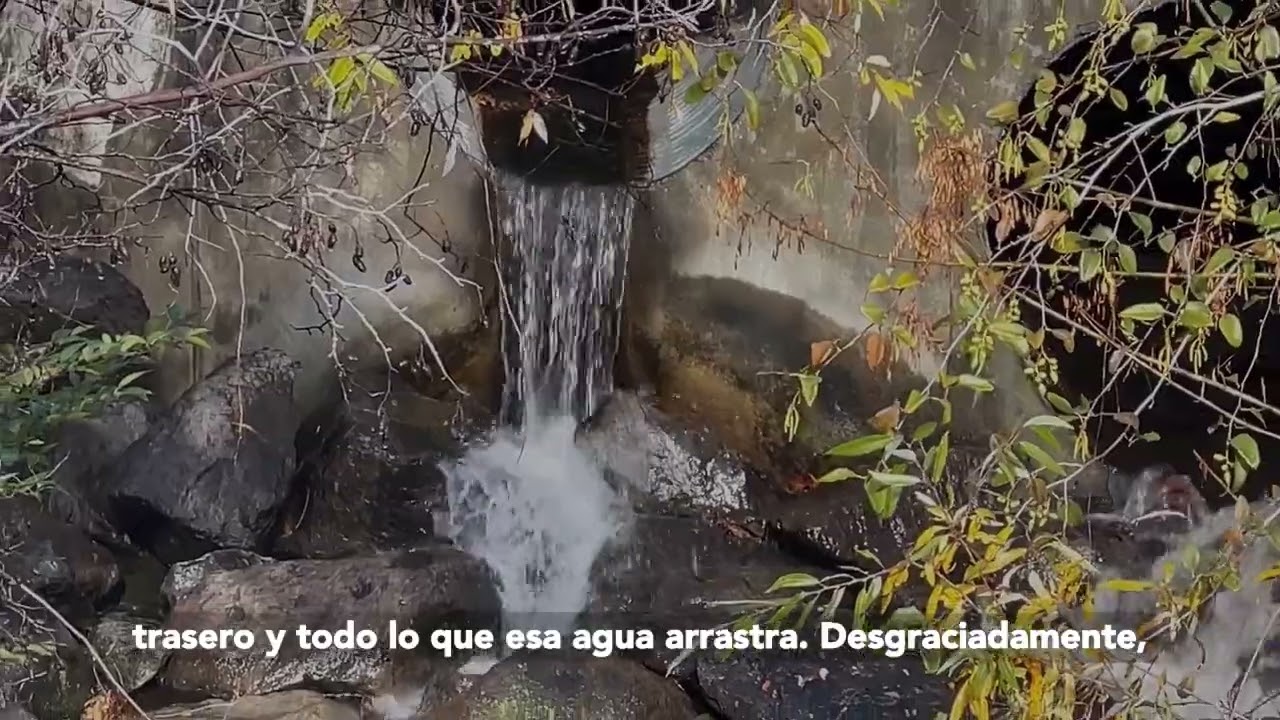 Streets to Creeks: ¿Cómo afectan a nuestros arroyos los desechos de las mascotas en mi patio?