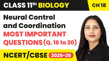 Neural Control & Coordination - Most Important Questions (Q. 16 to 20) | Class 11 Biology Chapter 18