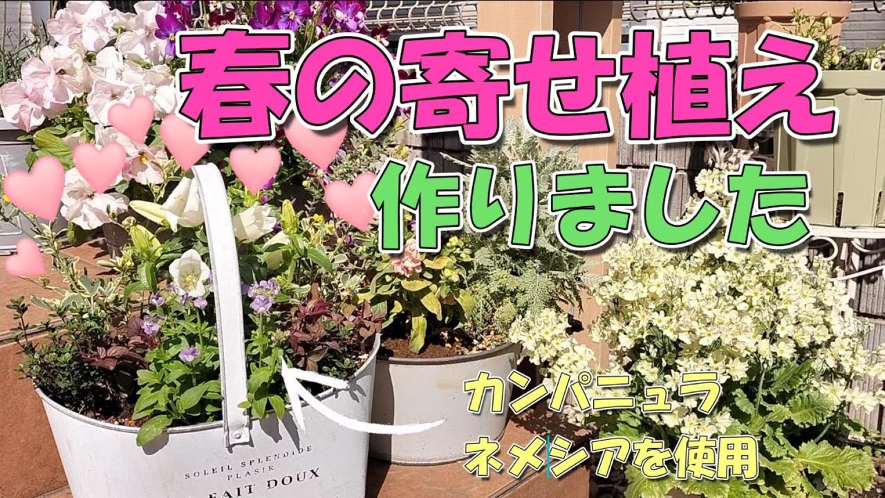 春の寄せ植え】カンパニュラ、ネメシア使用しました。 - YouTube