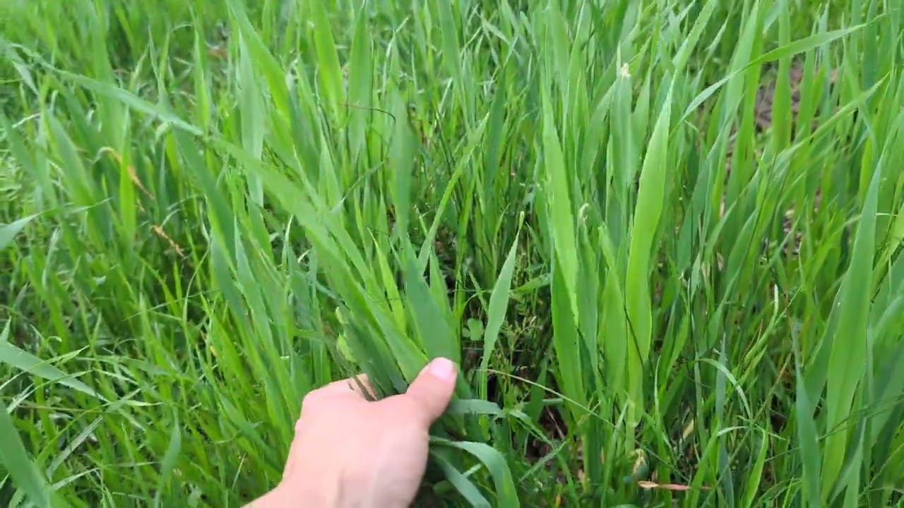 Quick pasture check at Wolki Farm
