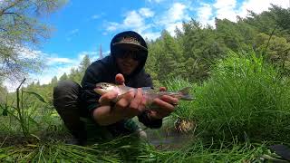 Trout Fishing California in 4K by Brandon Dell 284 views 5 months ago 8 minutes, 15 seconds