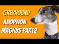 Greyhound adoption - Magnus part two