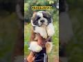 ShihTzu puppies in Kerala #shorts #shortsfeed #shortviral #shihtzu