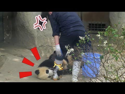 《熊貓早晚安》不許你下班，陪我決戰到天亮 | iPanda