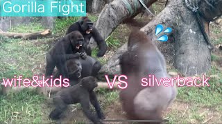 Gorilla Fight |Angry Silverbackゴリラの喧嘩|お父さんVSお母さんと子供たち|上野動物園ニシゴリラ