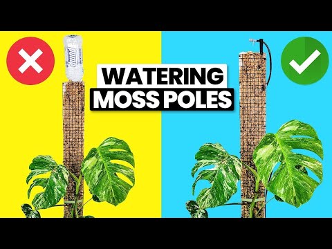 How to Make a Moss Pole Support — The Green Mad House