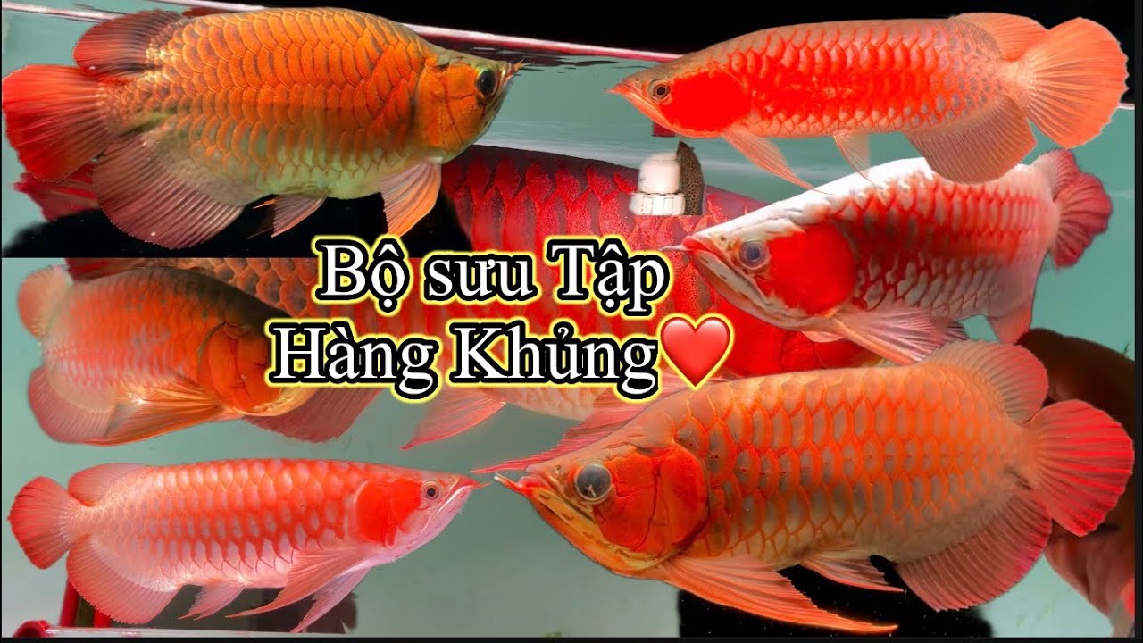 Bộ Sưu Tập Đồ Chơi Khủng - 2802#rongvietnam #huyetlong #carongvietnam #arowana #carong 