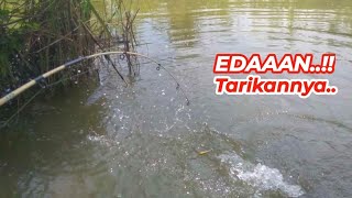 EDAAAN !! Strike Ikan Mas BESAR Tarikannya Bikin Gemetar