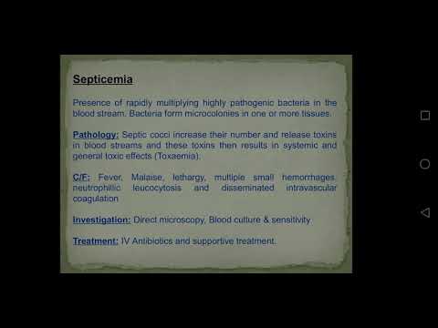 Vídeo: Septicemia E Bacteremia Em Cães