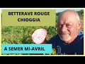 La betterave rouge Chioggia a découvrir ?