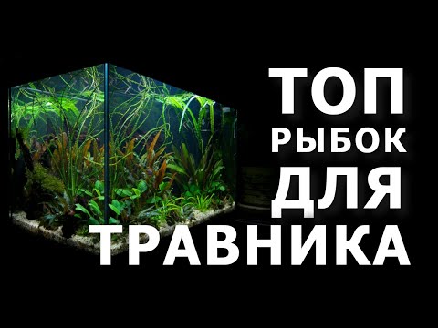 Видео: Пелагична риба. Видове и описание