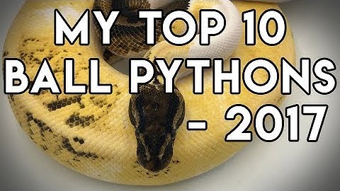 My Top 10 Ball Pythons- 2017