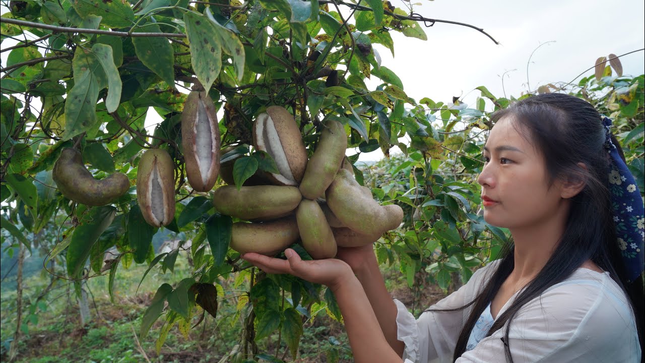 Akebia Quinata: the World's WEIRDEST Fruit that will Open Automatically when It Is Ripe