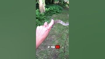 Insane Magic Carpet!! 😱🐍