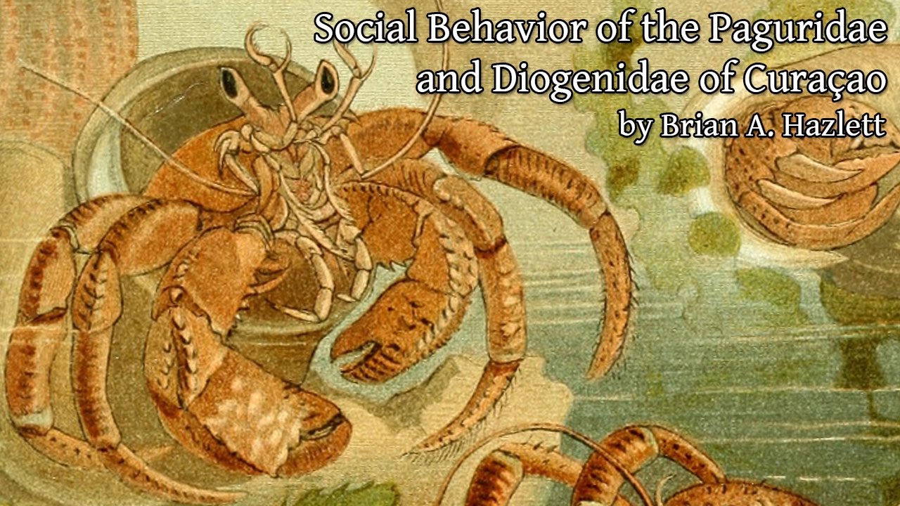 Social Behavior of the Paguridae & Diogenidae of Curaçao (1966) Clibinarius antillensis