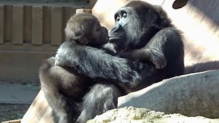 (2/4)見る人を笑顔にする兄弟ゴリラ⭐️ gorilla【京都市動物園】Gorilla brothers Gentaro & Kintaro 30