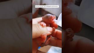 The woman rescued baby squirrel from ant king #shorts