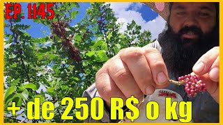 essa planta e vendida a 266 reais o kg e tem em todo lugar