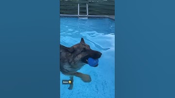 Me Playing Fetch With My Squeaky Ball In The Pool 🤿#shorts #swimming #dogs #pool #germanshepherd