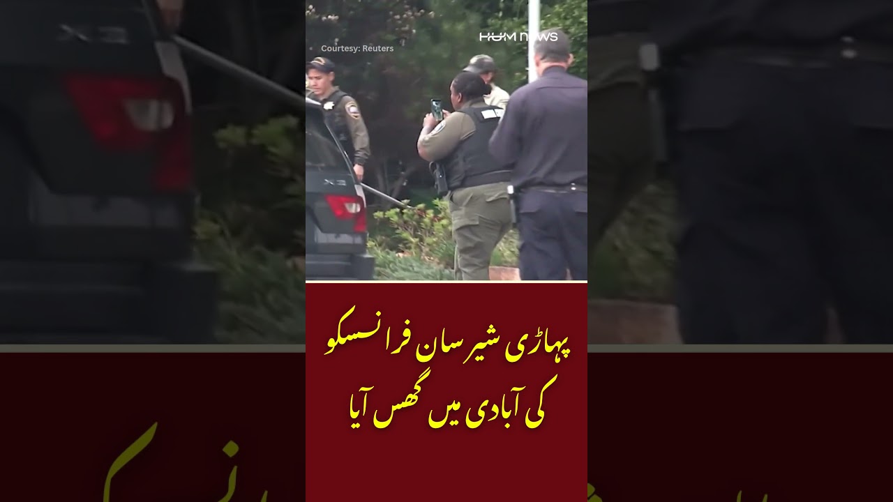 Mountain Lion Enters San Francisco Neighborhood | Residents Stunned | Hum News | Pakistan
