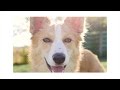 Dog  sunlight  film by pierre maurer 2016