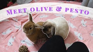 BRINGING MY BUNNIES HOME| meet my holland lop + mini lop rabbits!