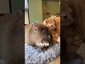 Ever wondered why capybaras are the ultimate chill kings of the animal kingdom?#shorts #animals