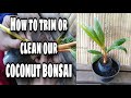 HOW TO ROSE CUT | TRIM COCONUT BONSAI | COCOBON | PHILIPPINES